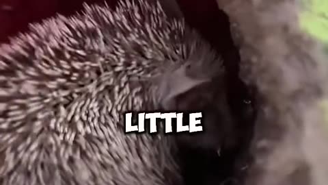 The hedgehog who stole the melon. #animals #warm #funny #cute #healing #shortvideo #shorts