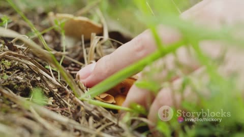 Ginseng and Yellow Root Hunt and Harvest Please like and subscribe :) .