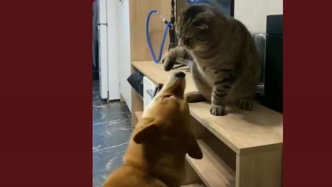 Dog 🐈 cat funny video compilation funny cats