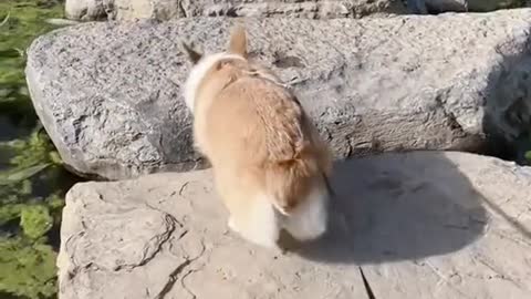 Master with corgi o praise after the stone path through # # corgi cute to bang out... .