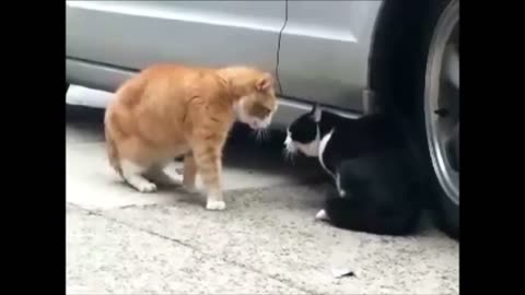 Funny cat moments