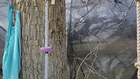 Strong wind sends trampoline into tree