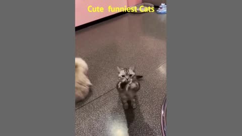 Cute Funniest Cats Video: Funny Cats