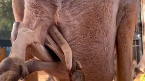 Adorable baby roo saying hello - trending shorts