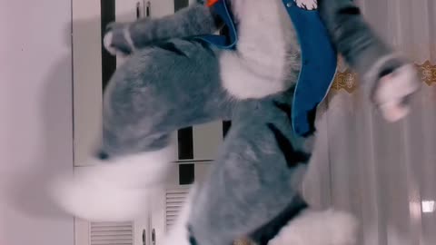 furries video