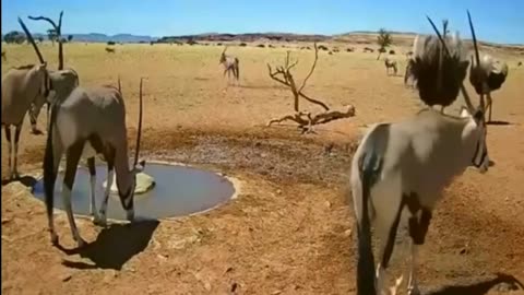 Antílopes enfrentando Avestruzes, disputando água.