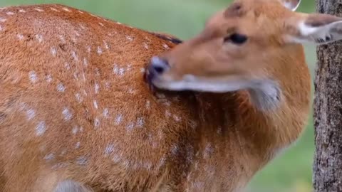 Fawn Grooming