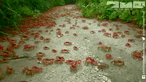 Robotic Spy Crab Plays Own Version Of Frogger On Christmas Island!