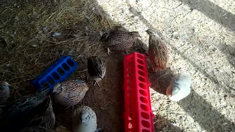 Feeding the Quail in the pen.