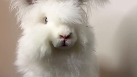 Funny Bunny: The Cutest Pet Rabbit Videos