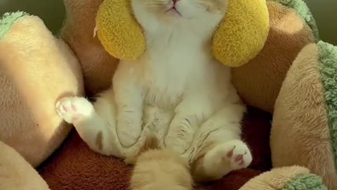 382.Cute compilation of funny cat and kitten meows! #sorts #cat #petandanimals #lovelypets #meowing