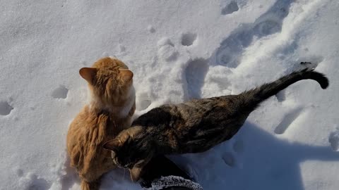 Barn cats