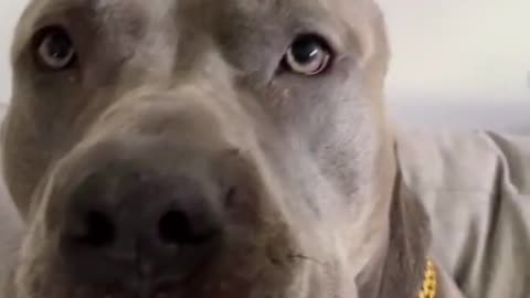 Shake Dog Nose 🐶 Funny Viral