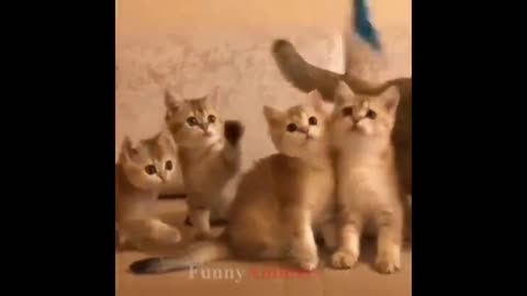 So many cute kittens videos compilation 2018(720P_HD)