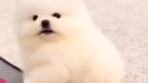 cute Pomeranian