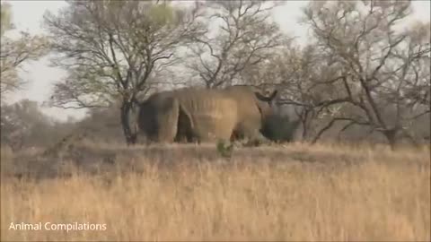 Baby Rhino being the cutest creature