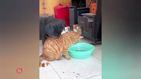 Funny Cats