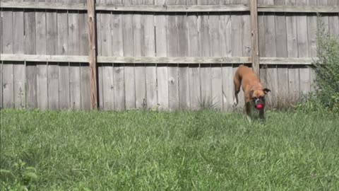 Dogs align with Earth's magnetic field when taking a crap