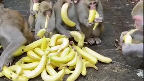 Monkeys wants those bananas