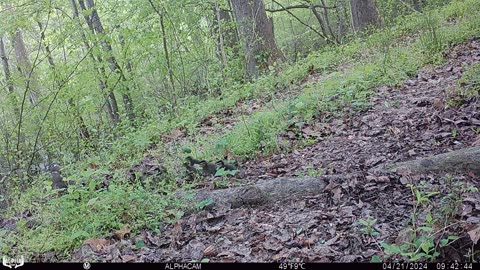 Wood Ducks Leave Nest