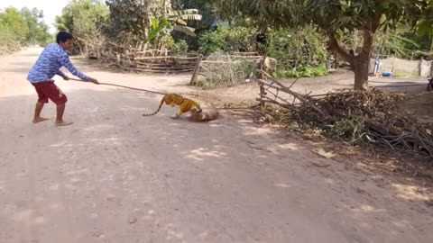 Fake Tiger Prank Dog No Run So Very Funny Pranks 2022