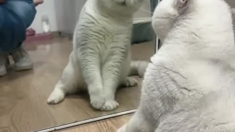 Reflection with this cat