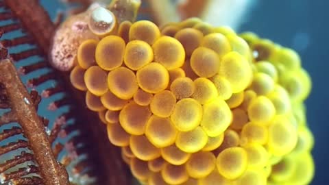 Shiny Colorful Sea Slug Climbs Around Plant