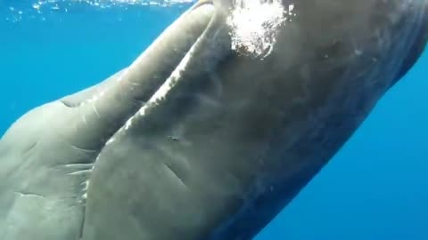 Eye to Eye with a Sperm Whale