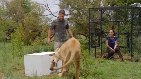 Lions are very clever