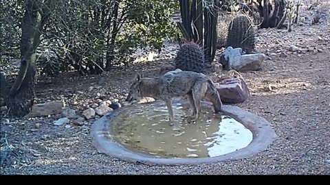 Trail Cam from a pond in Arizona 🐺