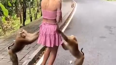 Monkey's funny short video.