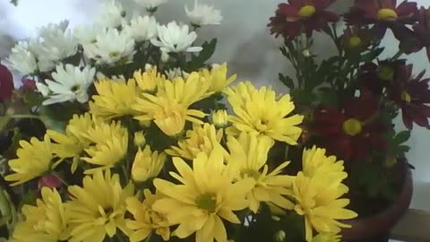 3 vases with flowers, yellow, white and red in the flower shop [Nature & Animals]