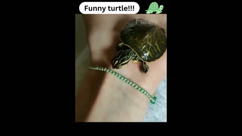 Cute Little Turtle