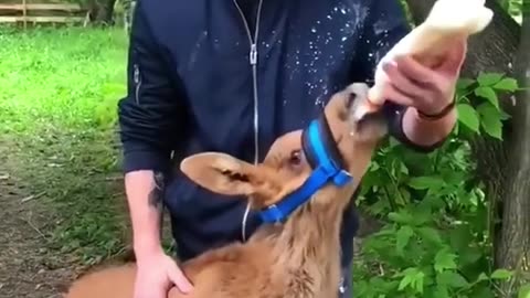 A man saved a baby moose from aggressive bear