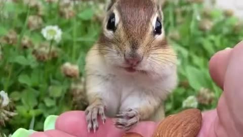 A chipmunk eats an almond for the first time in its life.