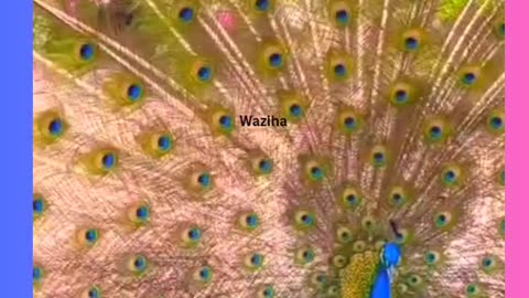 Elegance Unfurled: The Mesmerizing Peacock Dance,