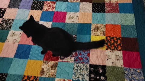 BLACK CAT GETS COZY ON NEW HANDMADE QUILT!