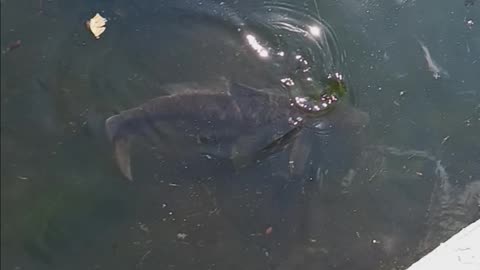 2nd common carp