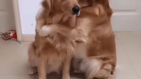 Dog hug