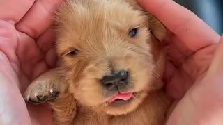 Adorable Golden Retriever Puppy