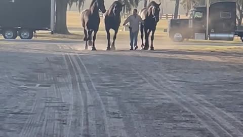 Percherons