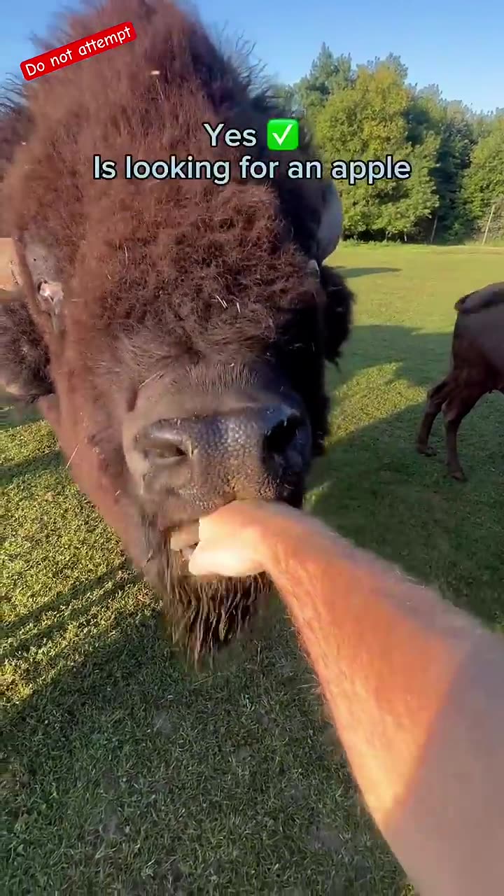 Cute animals feeding