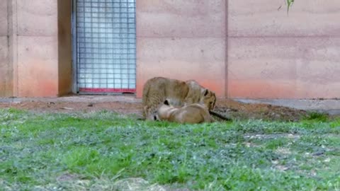 Taronga Western Plains Zoo, Lions and Cubs - 4K.