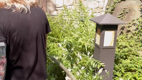 Sea Lion Watches Surprise Proposal at the Saint Louis Zoo