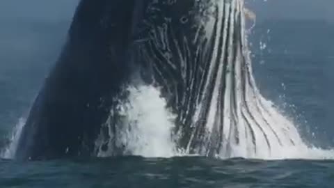 Humpback whale