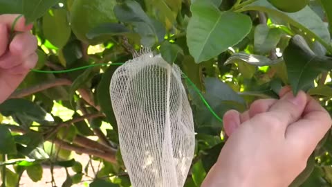 Insect Netting for Growing Veggies