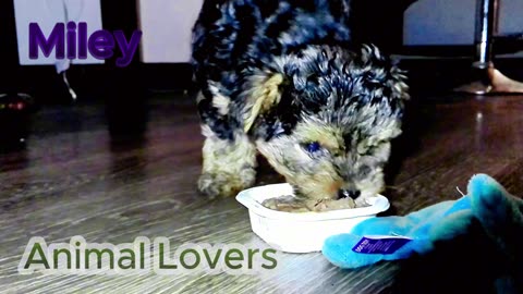 Animal Lovers 4 "Puppy Miley" Intro