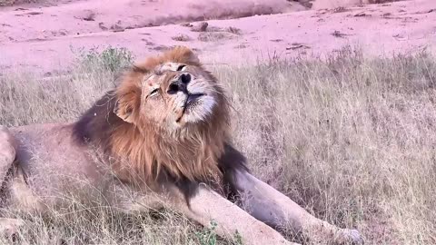 Majestic Morning: Lion's Stretch, Yawn, and Roar