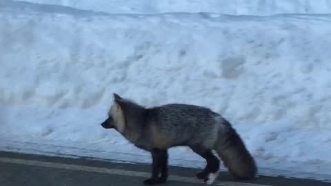 Rare Cascade Fox Sighted By Adoring Fans