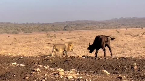 Buffalo intimidates lion